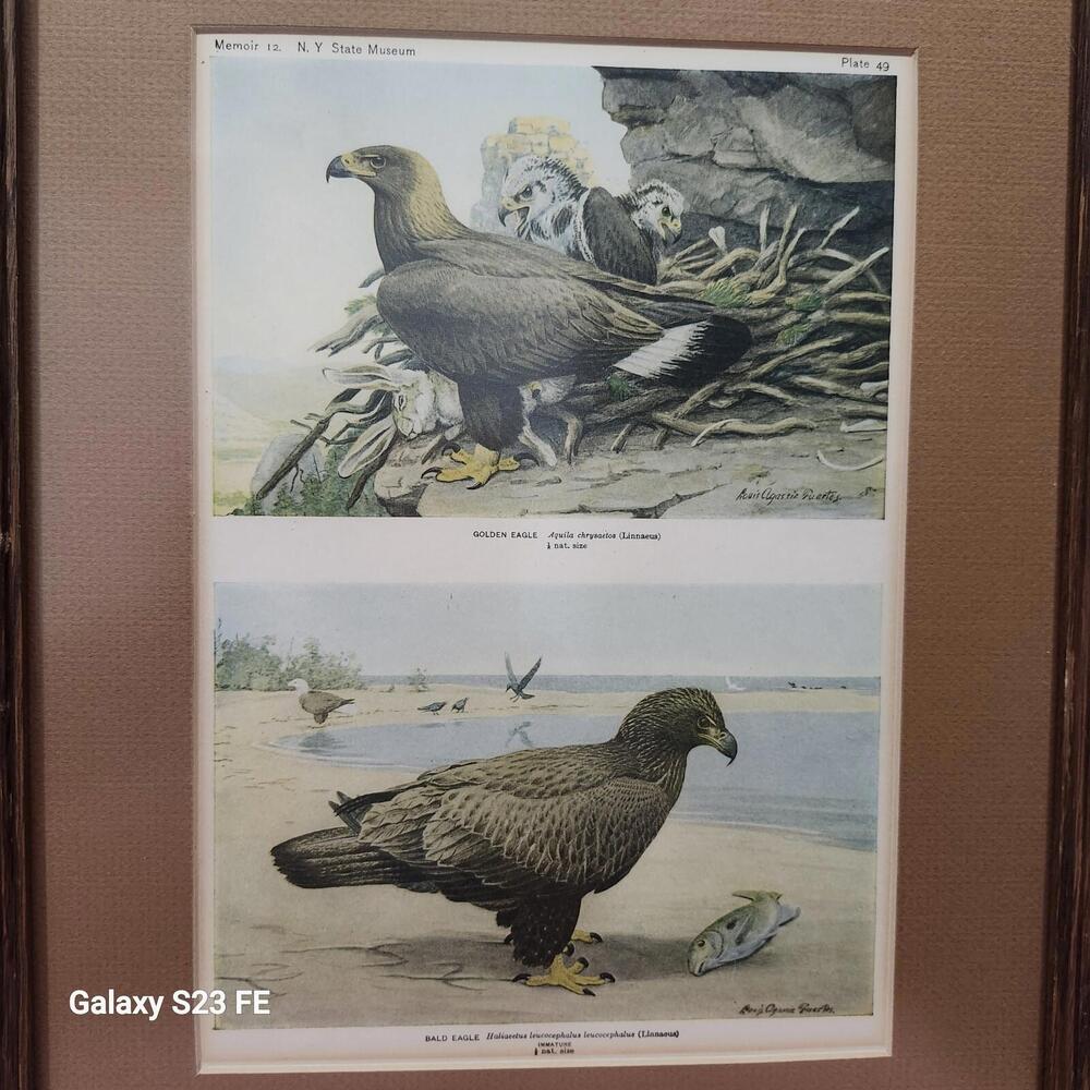 Antique Lithograph Birds Of New York By Louis Agassiz Fuertes Albany 1924 #6465